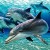 Taiji Dolphins: The Healthy Snack That Smiles Back?